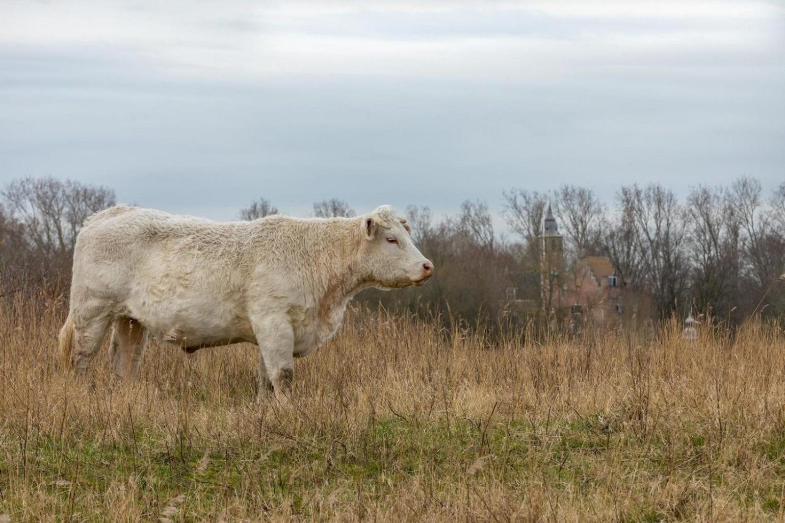 - De Haaijmanweg 5 | Haamstede 'huisje 86' Burgh-Haamstede